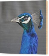 Peacock Stare Down Wood Print