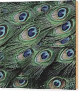 Peacock Tail Feathers Wood Print