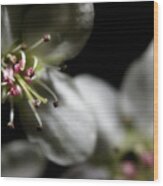 Pear Blossoms Wood Print