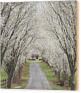 Pear Tree Lane Wood Print