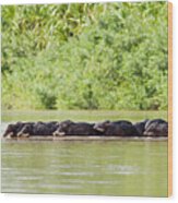 Peccaries Crossing River Wood Print