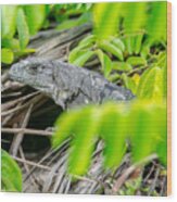 Peek A Boo Iguana Wood Print