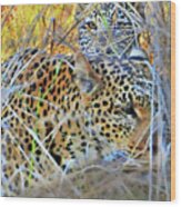 Peeking Leopard Cub Wood Print