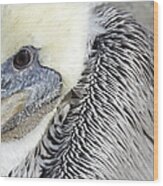 Pelican Alert Wood Print