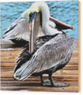 Pelican Ally Wood Print