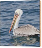Pelican At Sea Wood Print