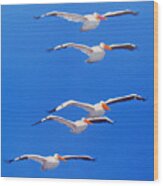 Pelican Friends Wood Print