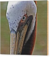 Pelican Head Wood Print