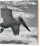 Pelican In Flight Wood Print