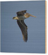 Pelican In Flight Wood Print