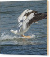 Pelican Landing 2016 Wood Print