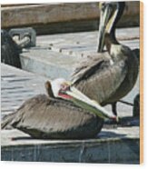 Pelican On The Dock Wood Print