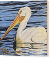 Pelican Posing Wood Print