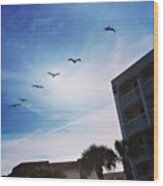 Pelicans! #florida #saintaugustine Wood Print