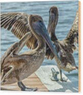 Pelicans Of Lantana Wood Print