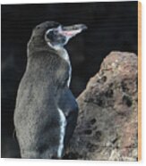 Penguin In Galapagos Wood Print