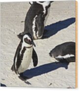 Penguins In Africa Wood Print