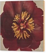 Penny Peony Wood Print