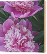 Peony Wood Print