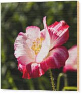 Peppermint Poppy Wood Print