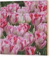 Peppermint Tulip Field Iii Wood Print