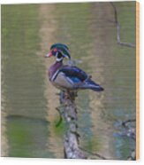 Perched Wood Duck Wood Print