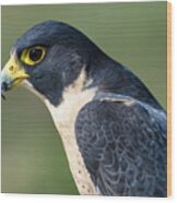 Peregrin Falcon Wood Print