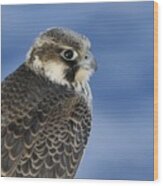 Peregrine Falcon Juvenile Close Up Wood Print