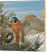 Peregrine Falcon On The Fist Wood Print