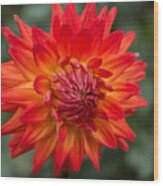 Perfectly Dahlia Wood Print