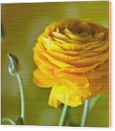 Persian Buttercup Flower Wood Print