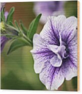 Petunia Wood Print