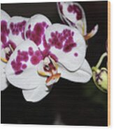 Phalaenopsis Hybrid Orchid Wood Print