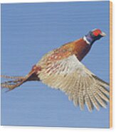 Pheasant Wings Wood Print