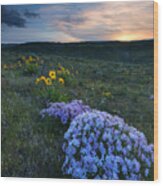 Phlox Sunset Wood Print