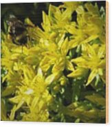 Photograph Of A Bee On Yellow Flowers Wood Print