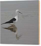 Pied Stilt Wood Print