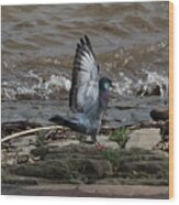 Pigeon With Its Wings Up Wood Print