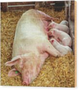 Piglets Nursing In Barn Wood Print