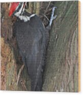 Pileated Woodpecker Wood Print