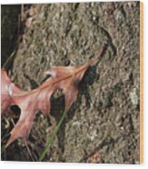 Pin Oak Leaf On Bark Wood Print