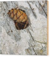 Pine Cone On Birch Bark 8021 Wood Print