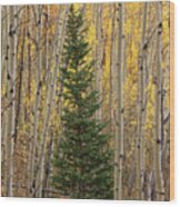 Pine Tree Among Aspens  4874 Wood Print