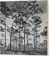 Pines And Palmettos Wood Print