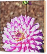 Pink And White Dahlia Flowers Wood Print