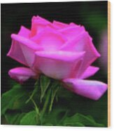 Pink And White Rose 005 Wood Print