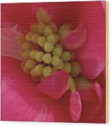 Pink Begonia Stamen - Macro Wood Print