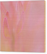 Pink Blush Wood Print