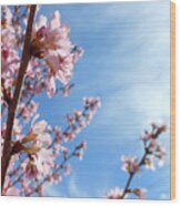 Pink Cherry Blossoms Branching Up To The Sky Wood Print