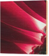 Pink Chrysanthemum Flower Petals  In Macro Canvas Close-up Wood Print